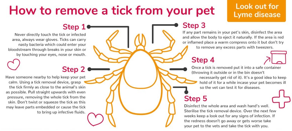 Removing a tick from your pet