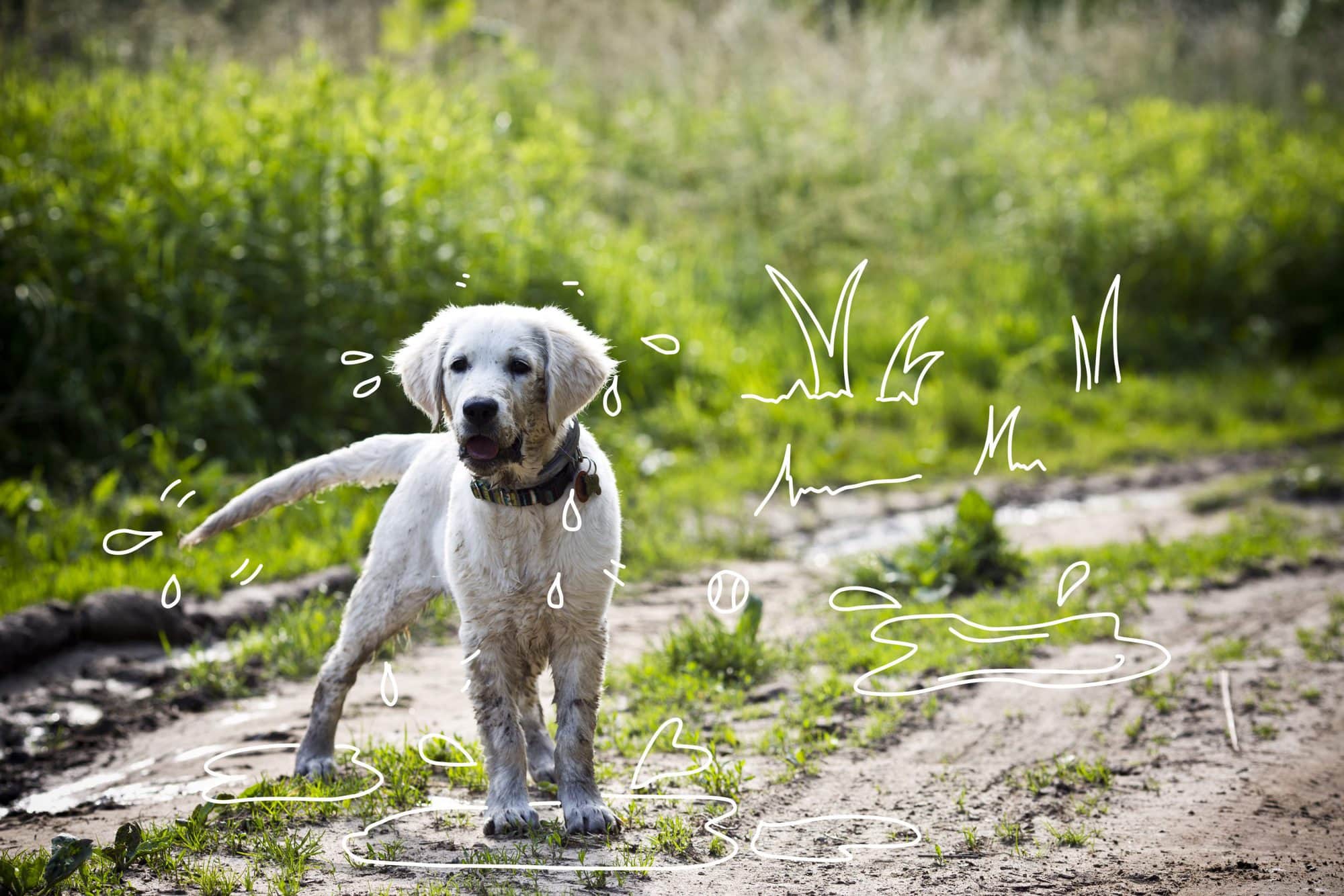 Why do dogs wag their tails? A muddy dog outdoors.
