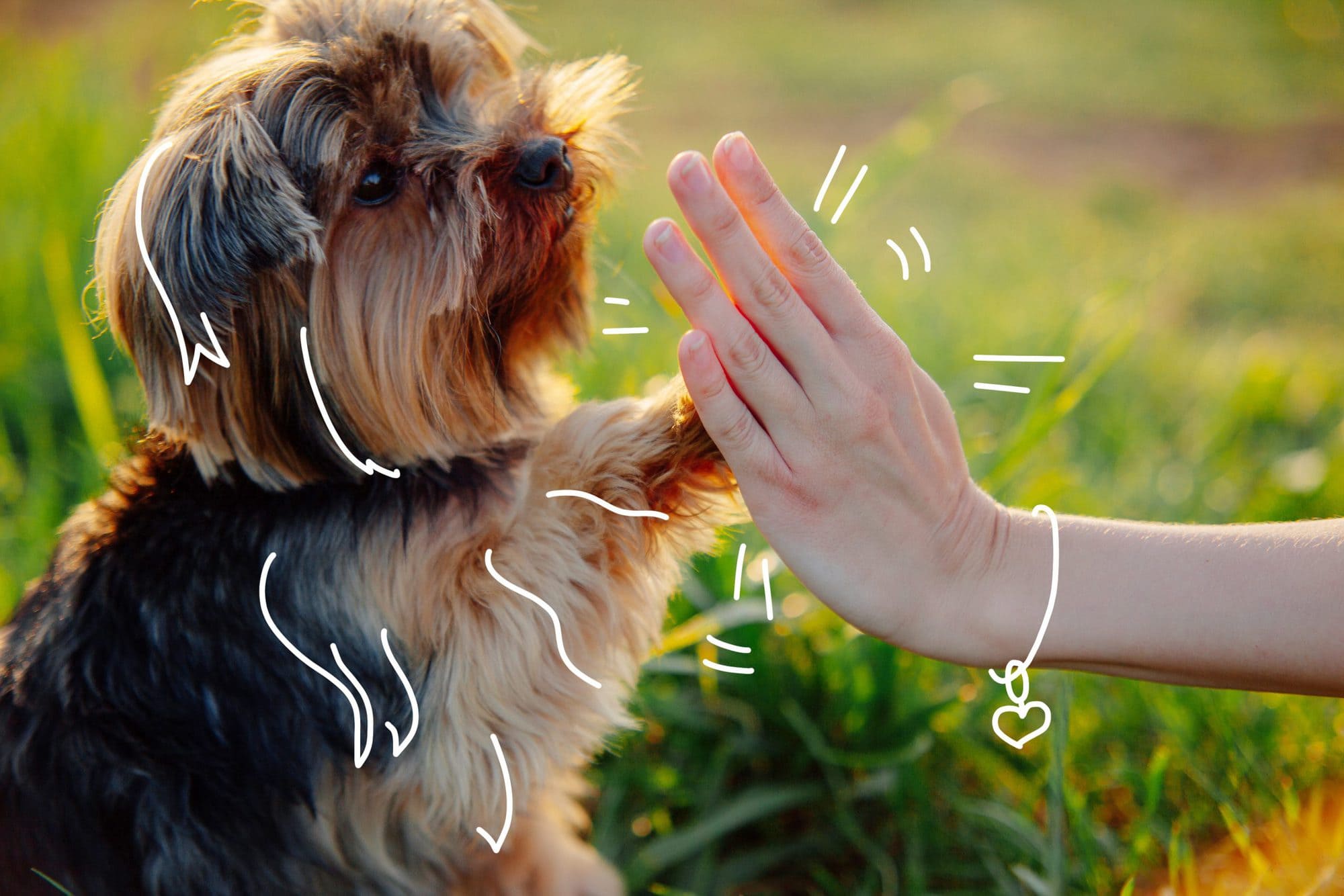 Yorkshire Terriers - A Yorkshire Terrier offers a high five! Kennel Cough in dogs.