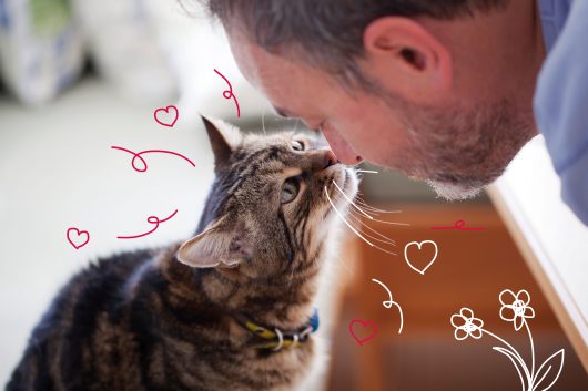 A cat and a man rub noses