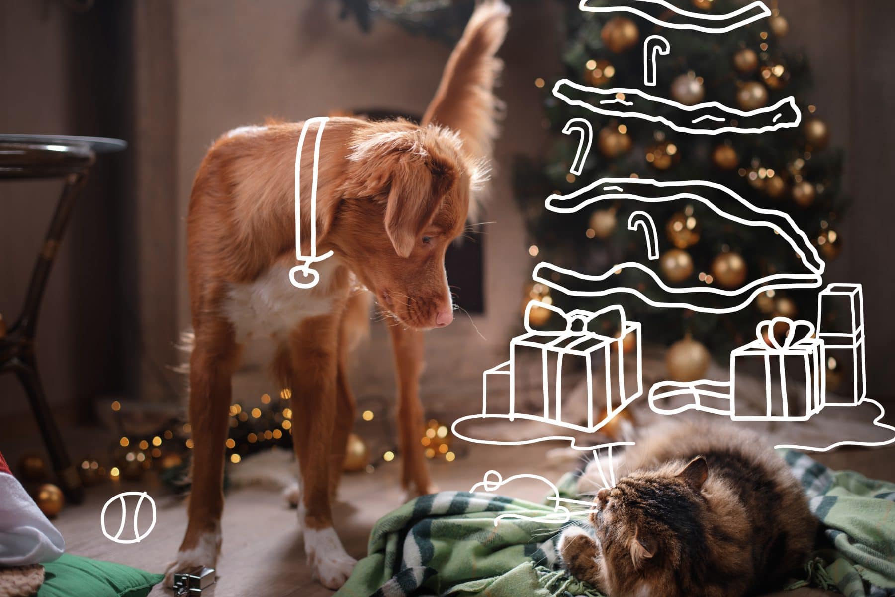 Nova Scotia Duck Tolling Retriever dog and fluffy cat in a room with a fireplace. Yappy Christmas. Christmas with pets.