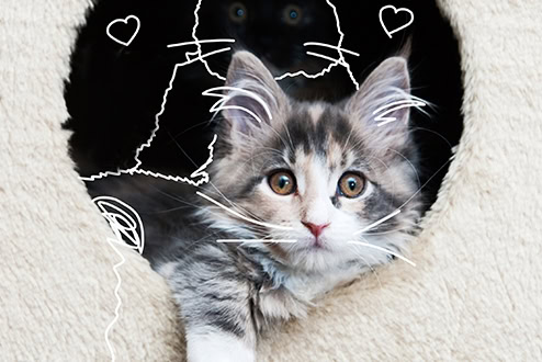 Maine Coon cat in a furry cat den - Cat insurance. Building a den for your pet.