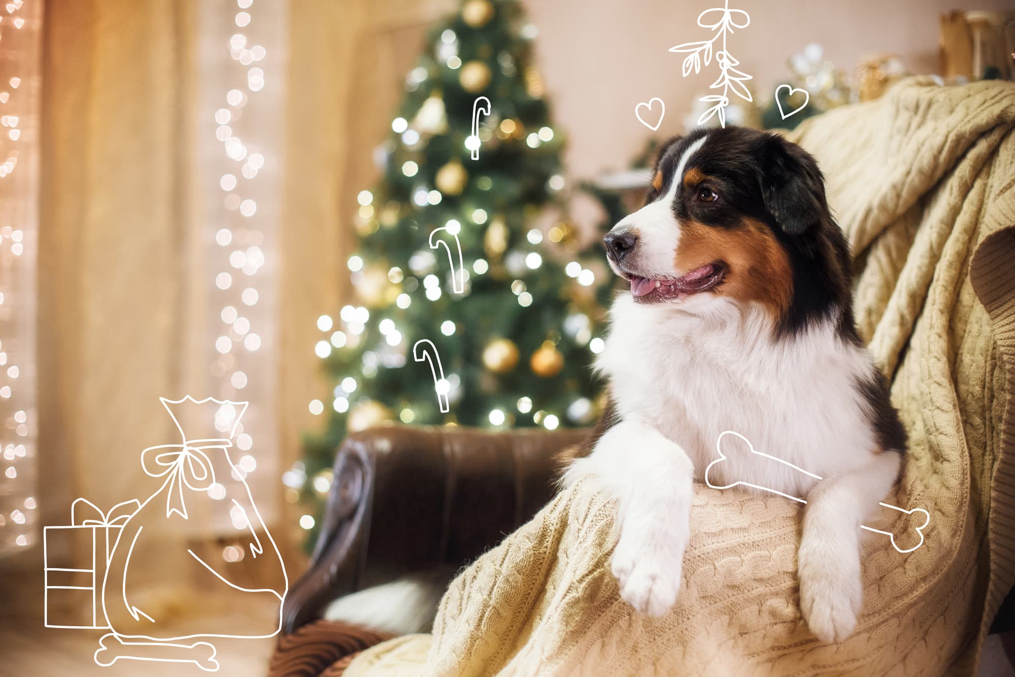 Christmas doggy gift guide 2019. A happy dog at Christmas.