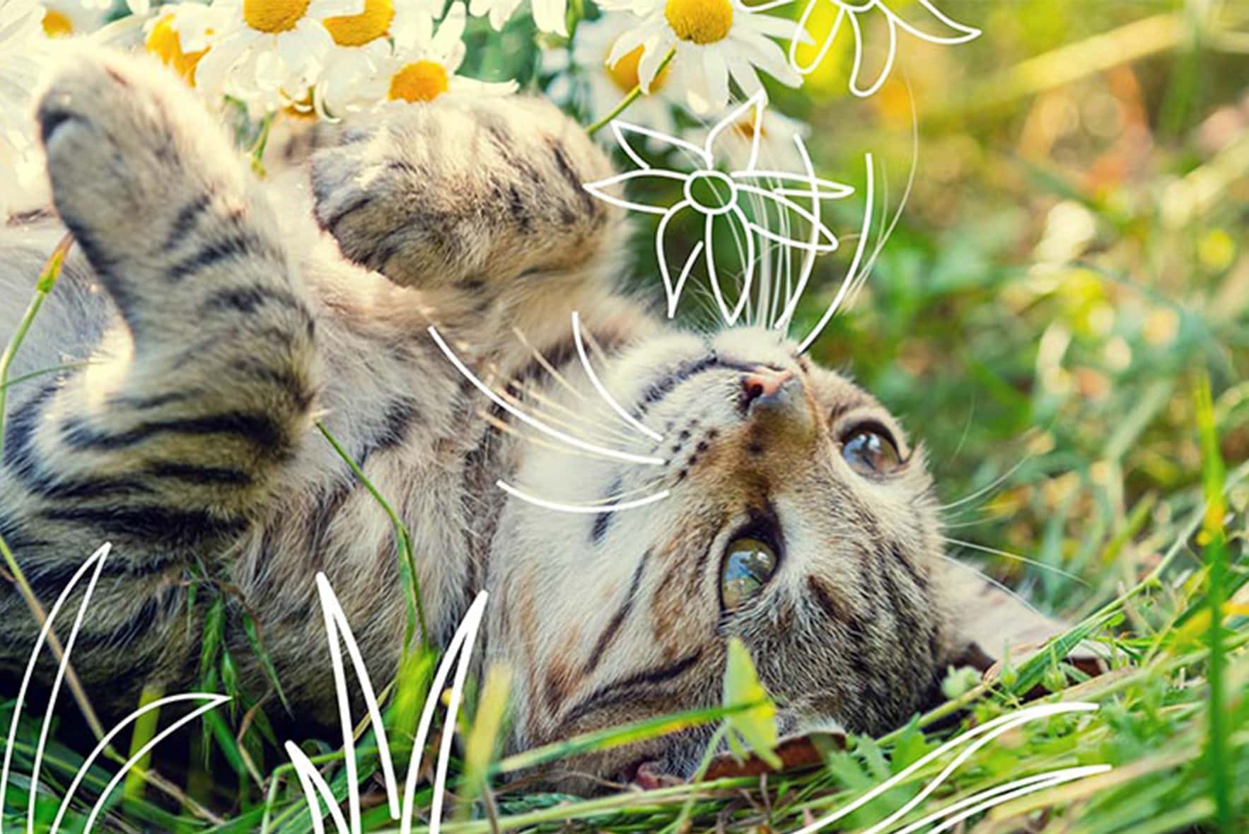 A cat lies in the grass - cat dental health products