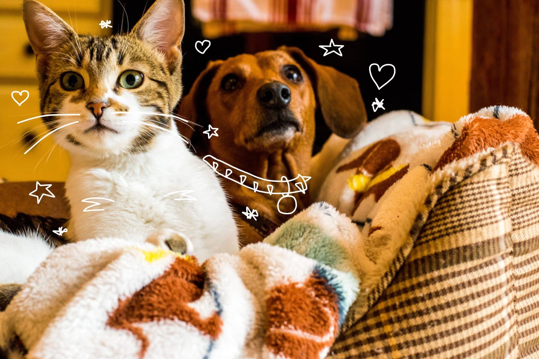 a cat and dog together on a sofa. Pet insurance.