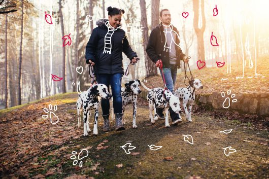 Dog walkers with Dalmatian dogs - How often should I walk my dog?