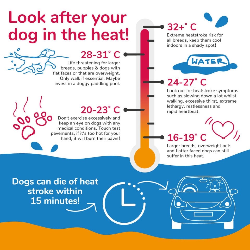 Keep your dog cool - dog insurance from MiPet Cover