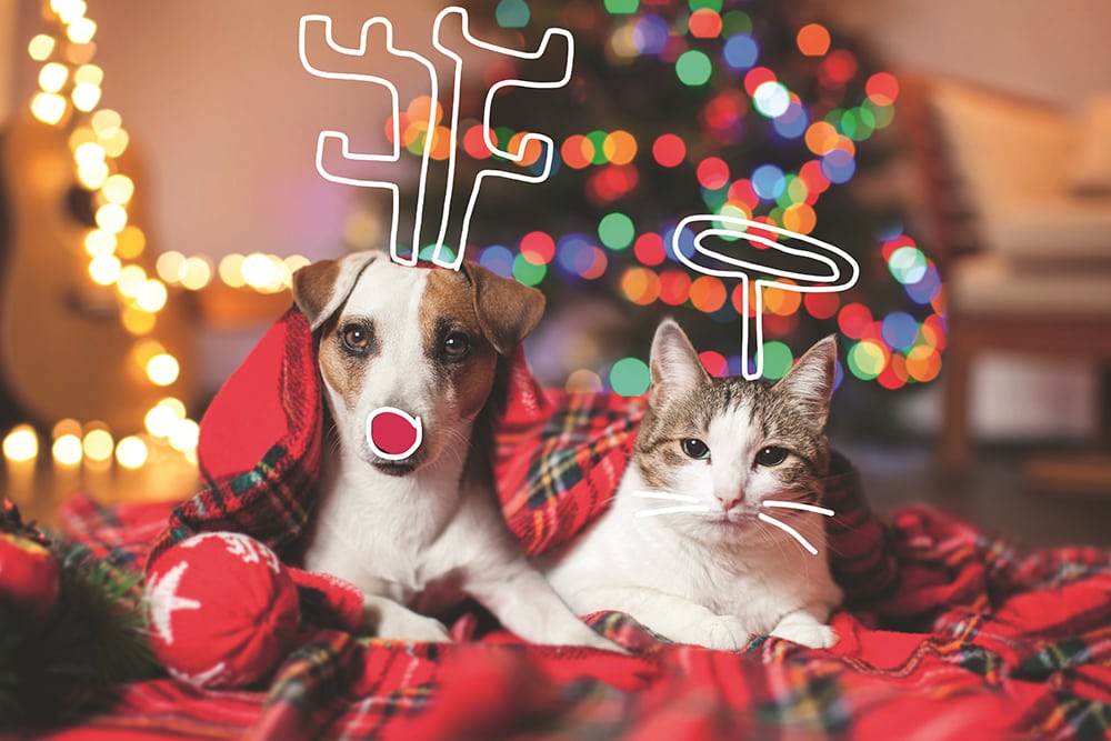 Pets and festive food...what foods your pets should avoid. Cat and dog under a Christmas tree. 