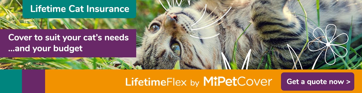 Get a quote for LifetimeFlex cat insurance