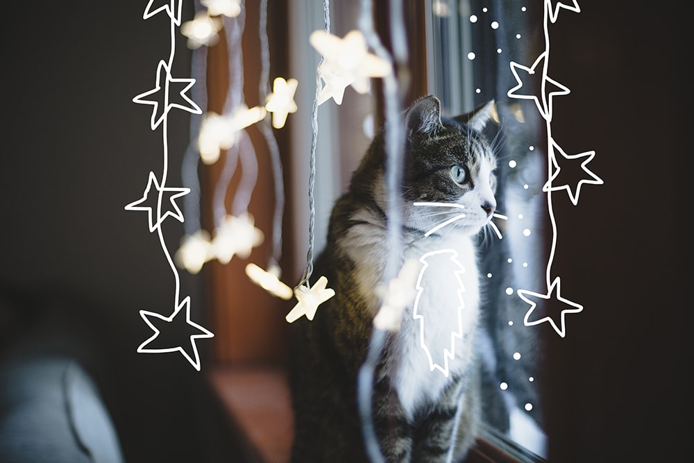 Christmas gifts for cats. Cat insurance quotes.
