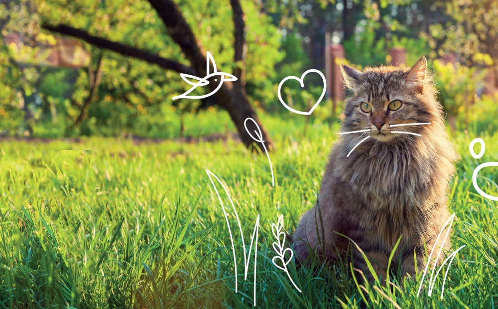 Cat insurance - get cat cover insurance quotes - A cat outdoors amongst the grass