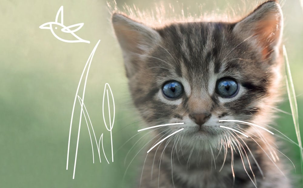 Kitten Insurance - Free Pet Insurance for Kittens | MiPet Cover