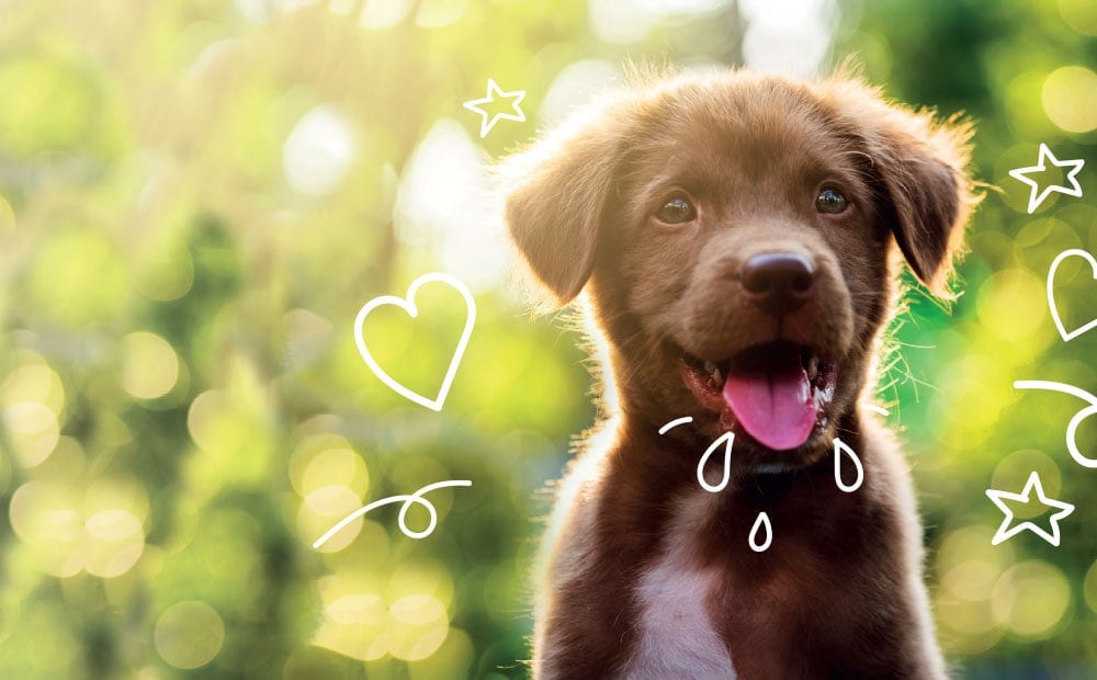 Puppy Insurance Four Weeks' Free Puppy Cover MiPet Cover