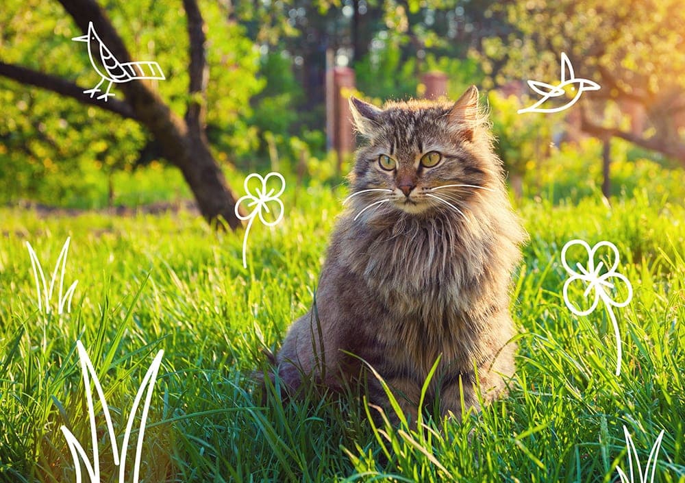 Why does my cat catch mice and birds? A cat sits outdoors in the grass