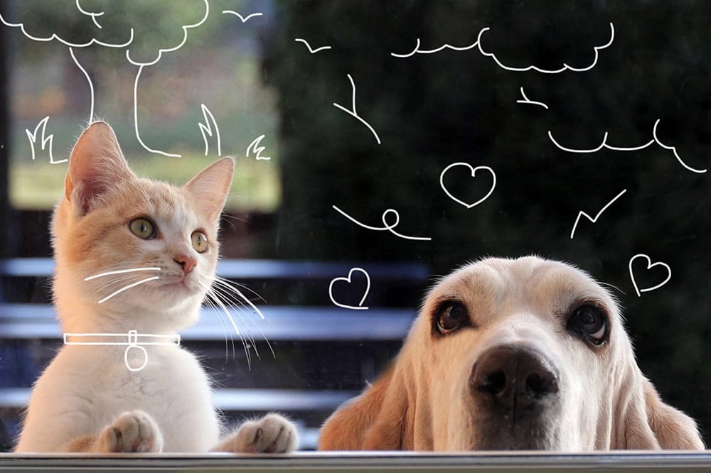 Basset hound and red kitten watching through the window. Does my pet have worms?