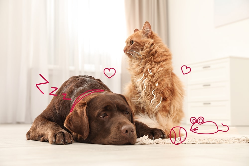 eye problems in pets - a ginger cat and a brown labrador together on a rug.