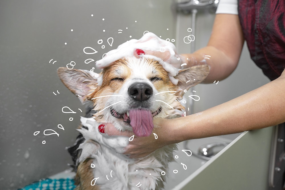 A Corgi dog having a bath