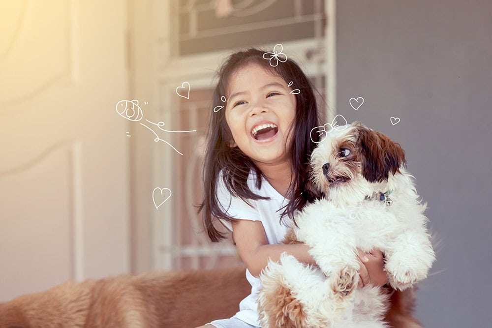 Shih Tzu dogs. A young girl holds a Shihtzu