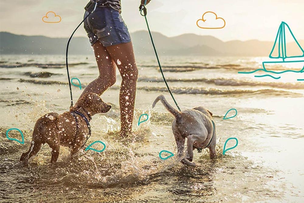 The UK's best dog friendly beaches