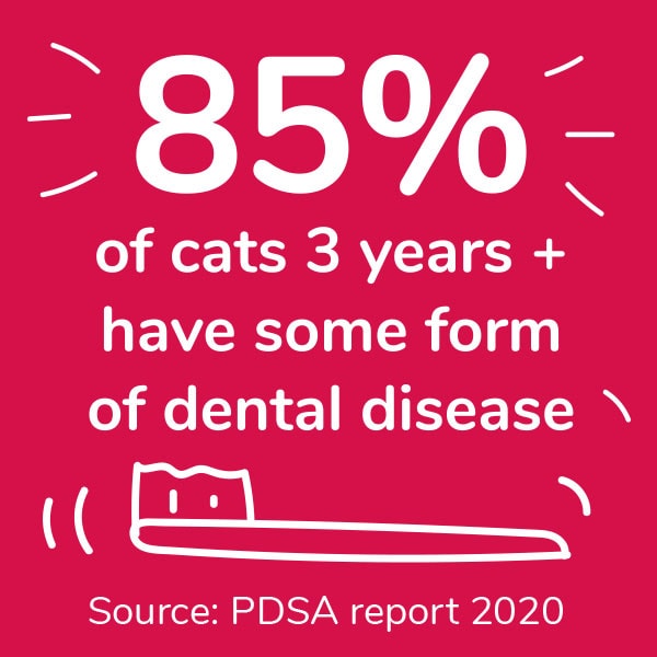 85% of cats 3 years + have some form of dental disease