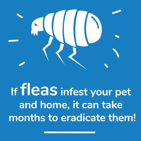 If fleas infest your pet and home, it can take months to eradicate them!