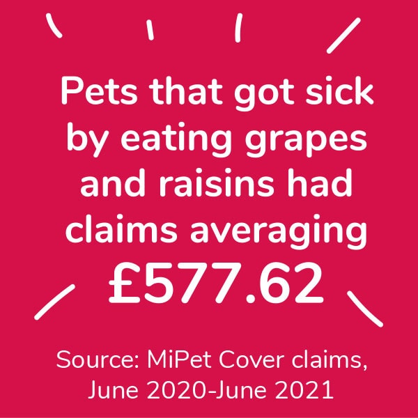 Pets that got sick by eating grapes and raisins had claims averaging £577.62