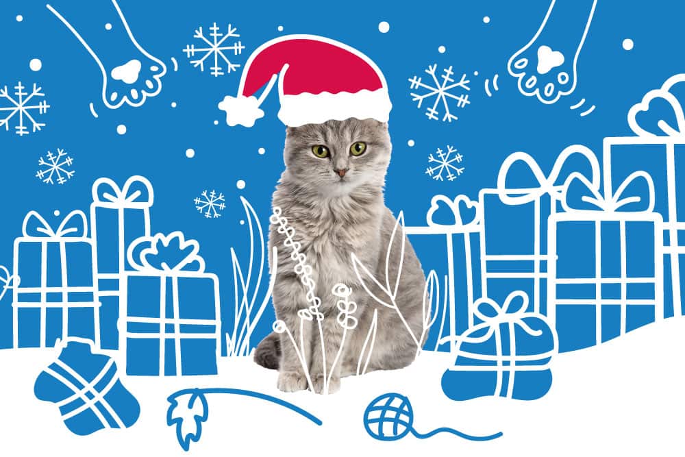 What are the Best Christmas Gifts for Cats and Kittens?
