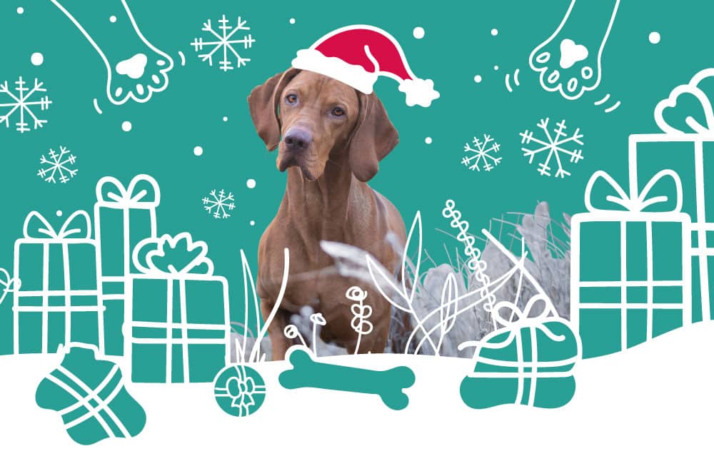 What are the Best Christmas Gifts for Dogs and Puppies?