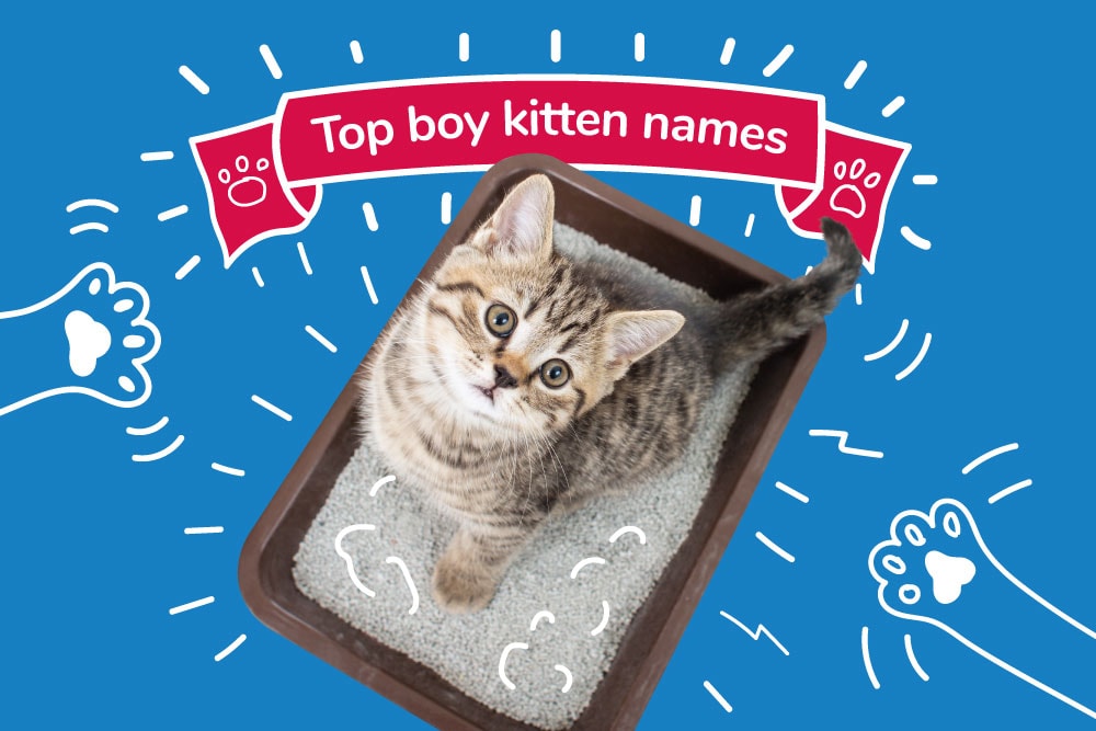 Top Boy Kitten Names of 2021 - Male Kitten Names