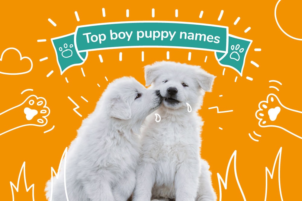 Top Boy Puppy Names of 2021 - Male Puppy Names