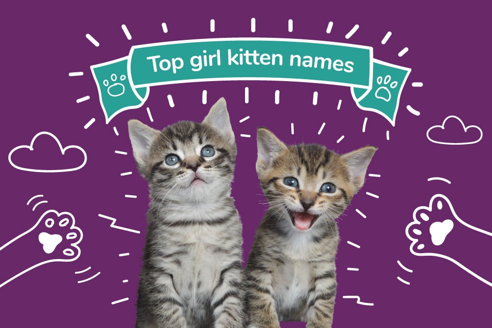 Top Girl Kitten Names of 2021 - Female Kitten Names