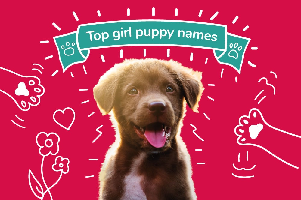 Top 10 Girl Puppy Names from 2021 | Female Dog Names | MiPet Cover