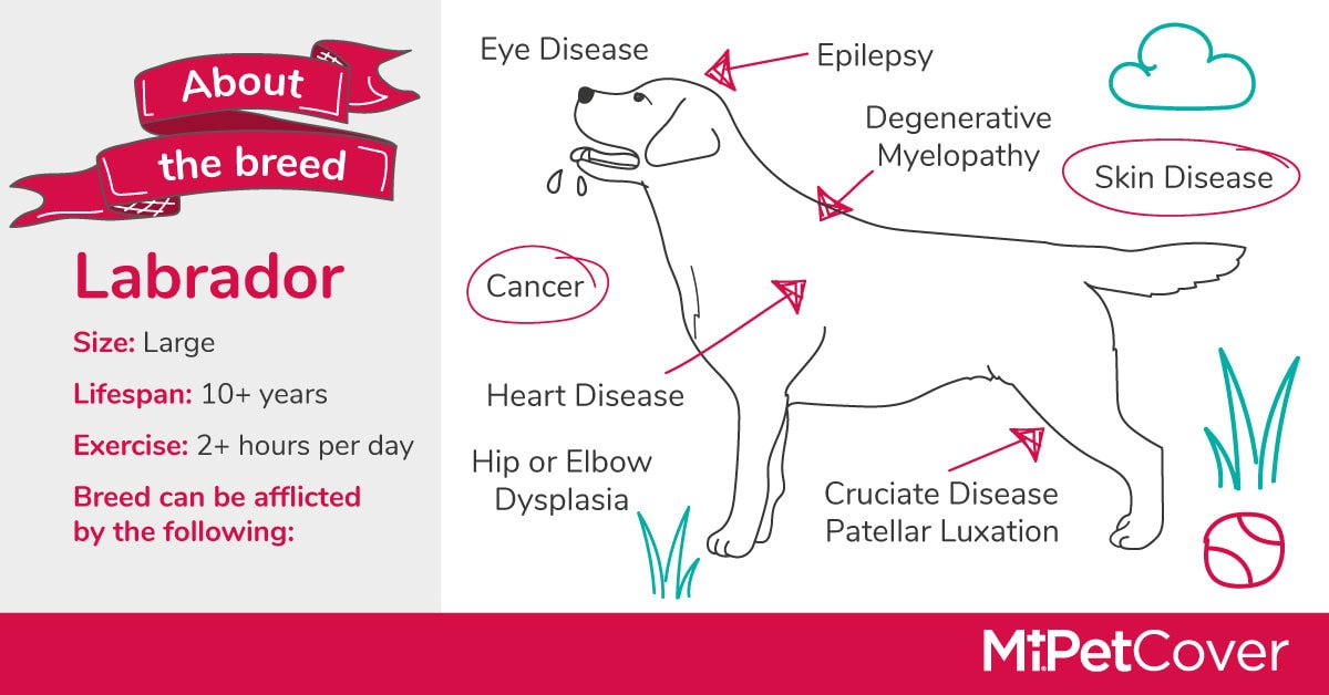 Health Conditions in Labradors