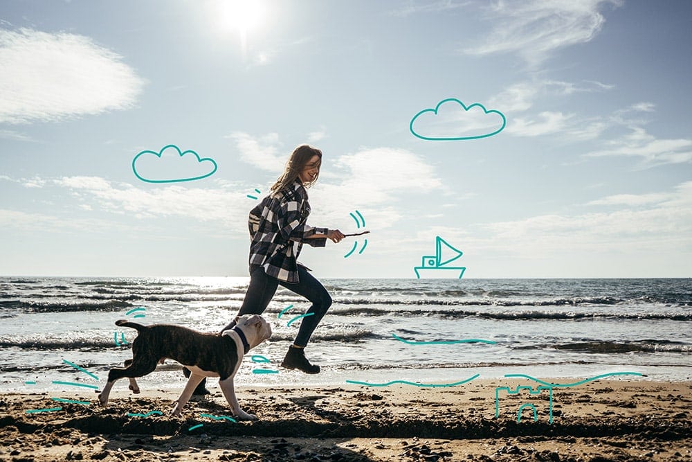 A Staffy enjoys running along a beach