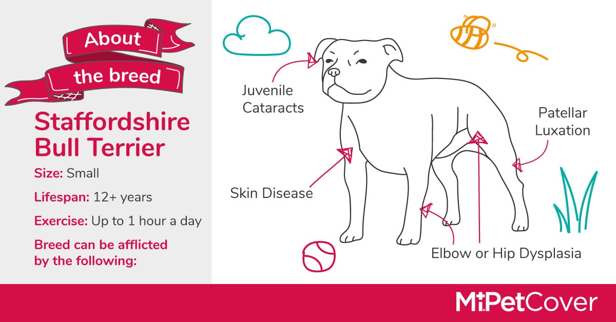 Health Conditions in Staffordshire Bull Terriers - Staffie Dogs