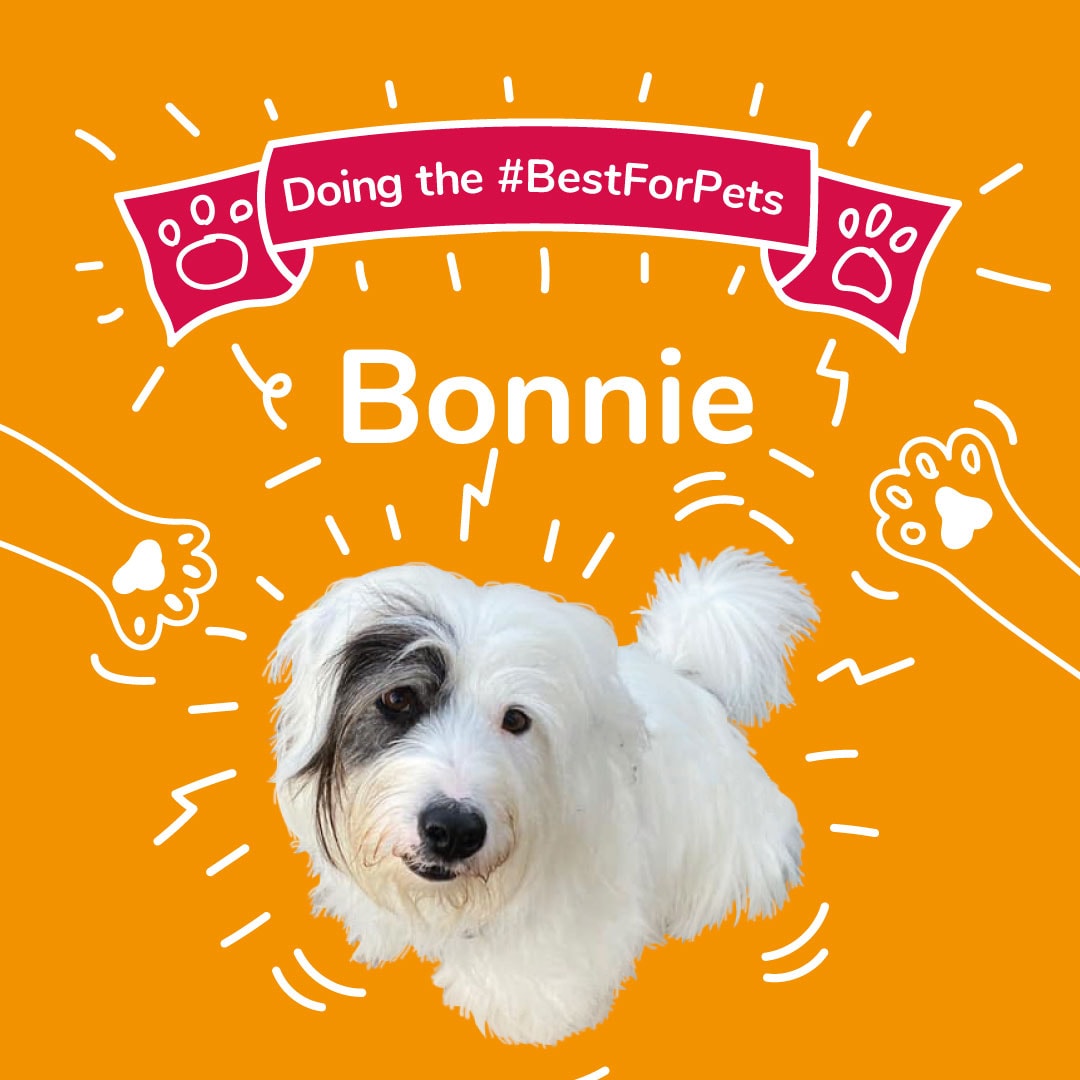 #BestForPets - Bonnie is our March cover star!