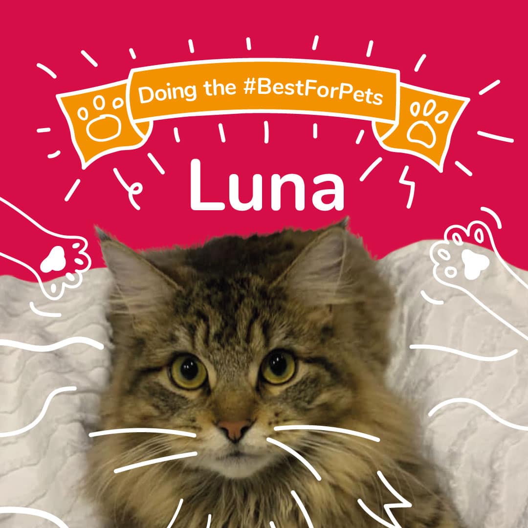 #BestForPets - Luna