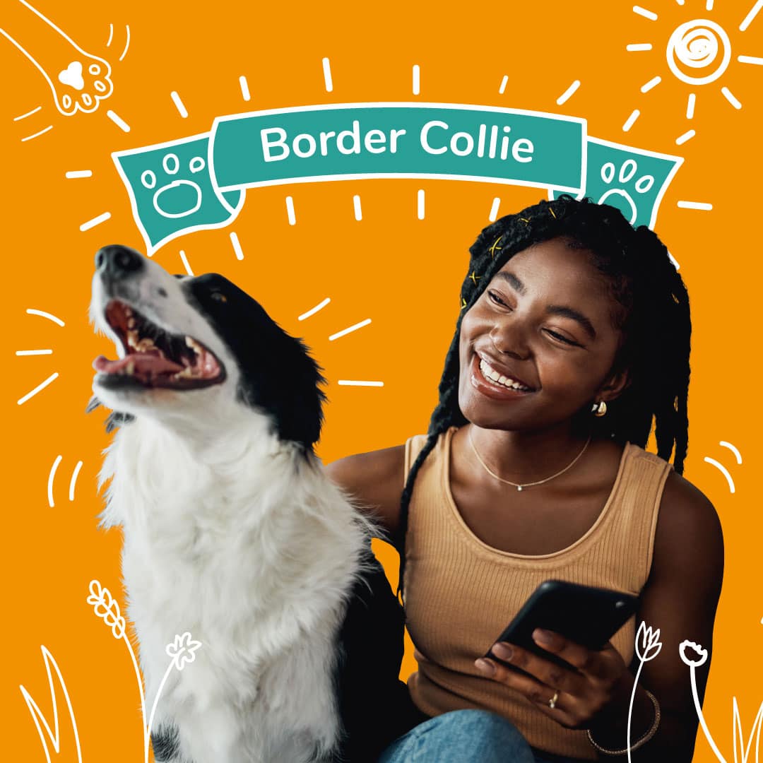 Border Collie Insurance - Dog Cover for your Collie - A girl laughs with a happy Border Collie dog