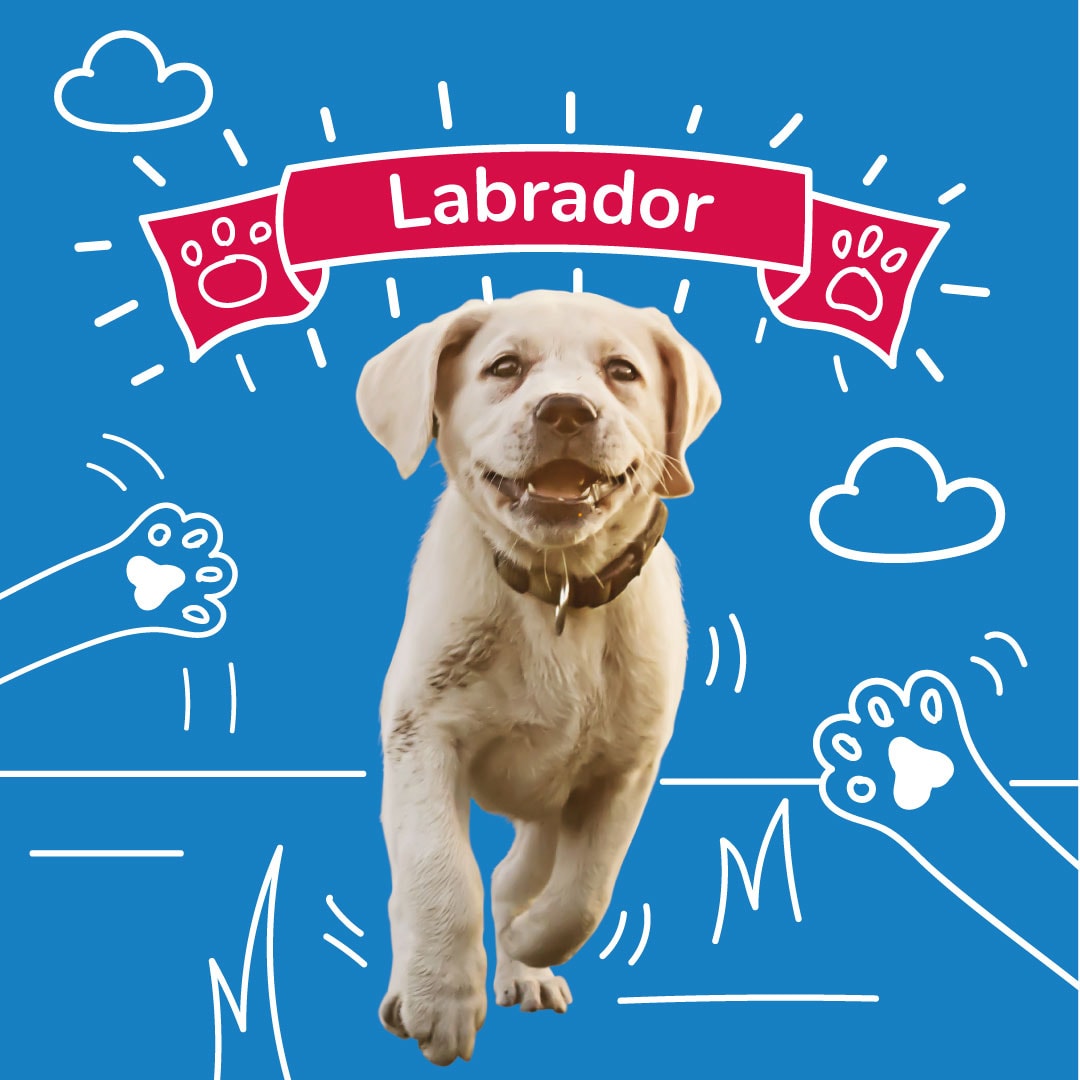 Labrador insurance - Dog insurance cover for Labradors