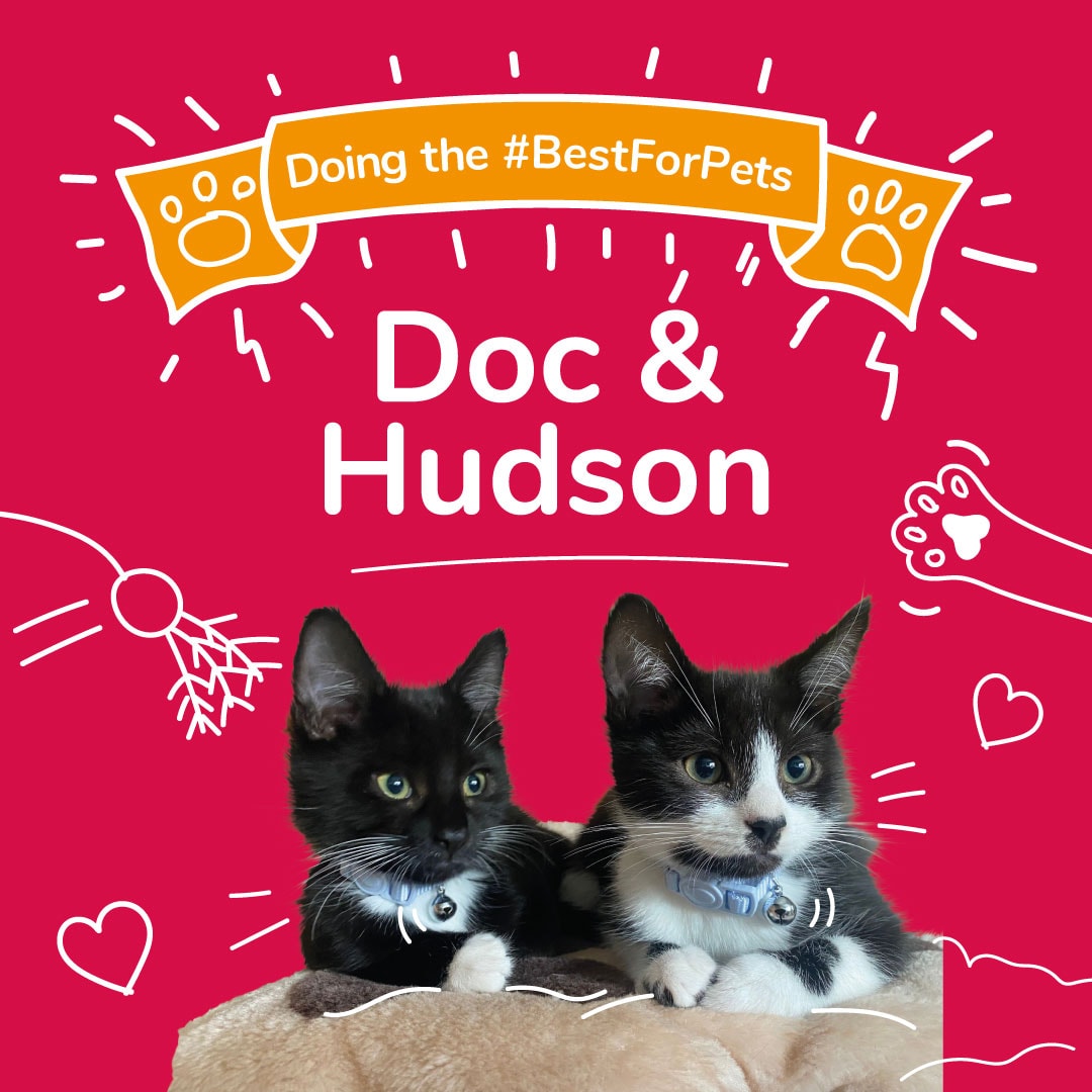 Doc & Hudson - Could your pet be our next cover star?