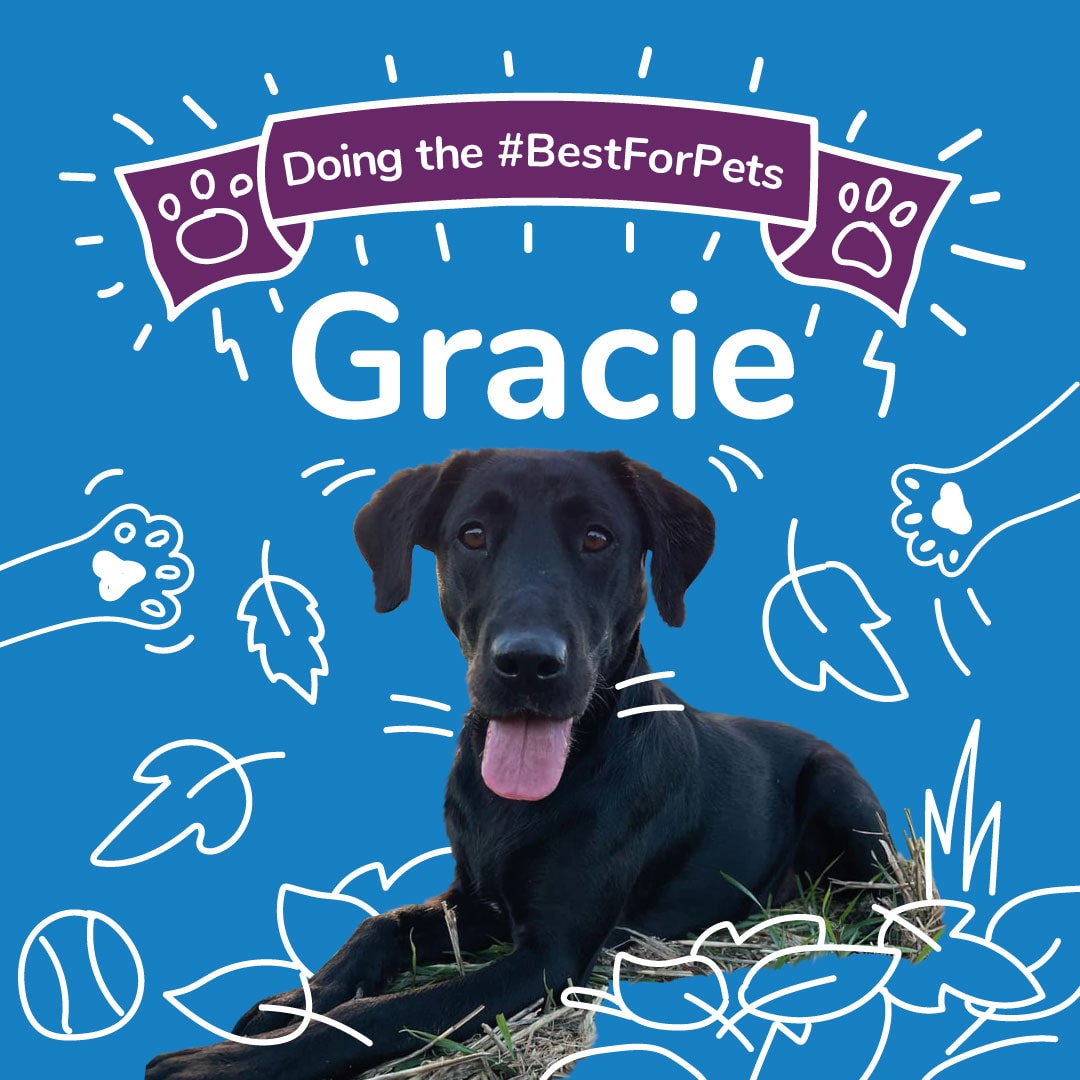 #BestForPets - Gracie the Cover Star