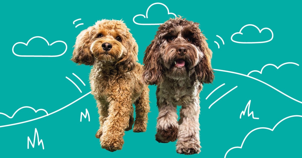 Cockapoo Breed Profile Dog Insurance Quotes MiPet Cover