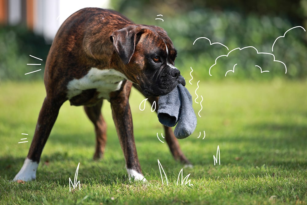 A Boxer dog plays outdoors with a pair of socks