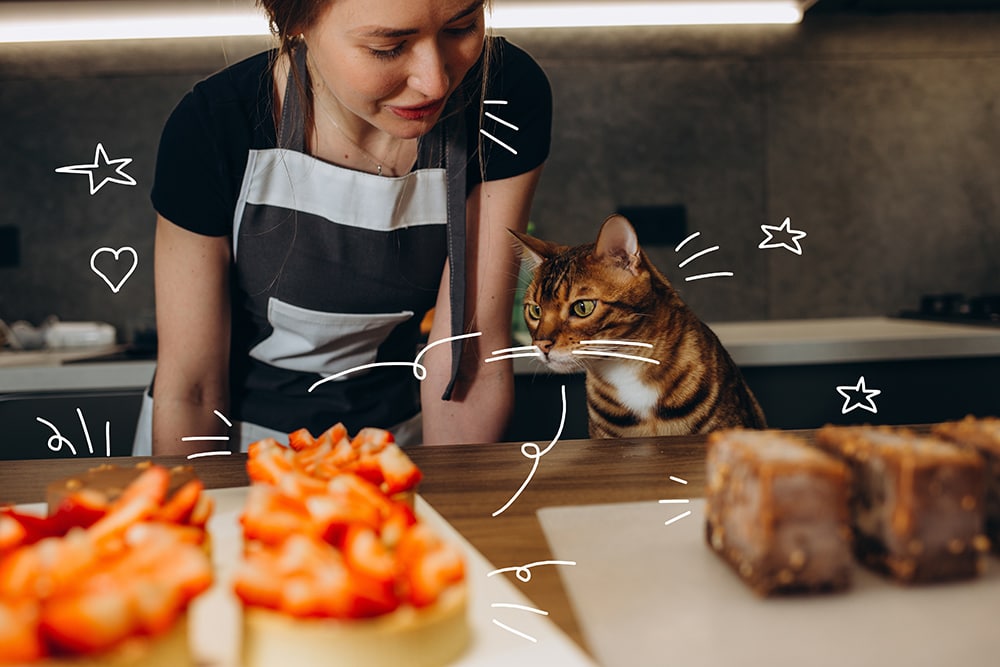 A cat looks at some chocolate cake in a kitchen